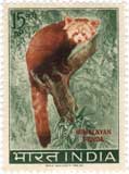 Red Panda