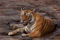 Machali (T-16), the royal tigress