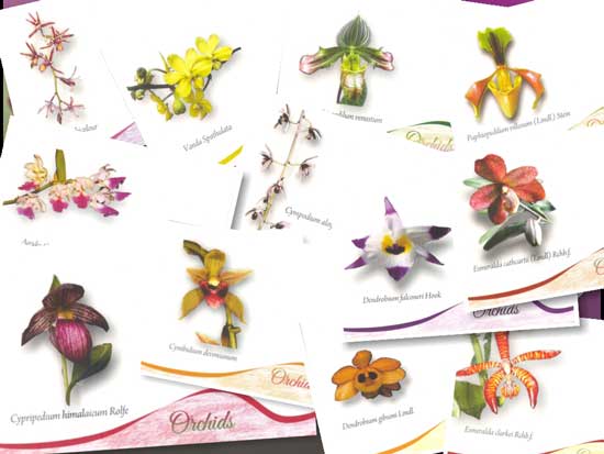 Picture Postcards on Orchids